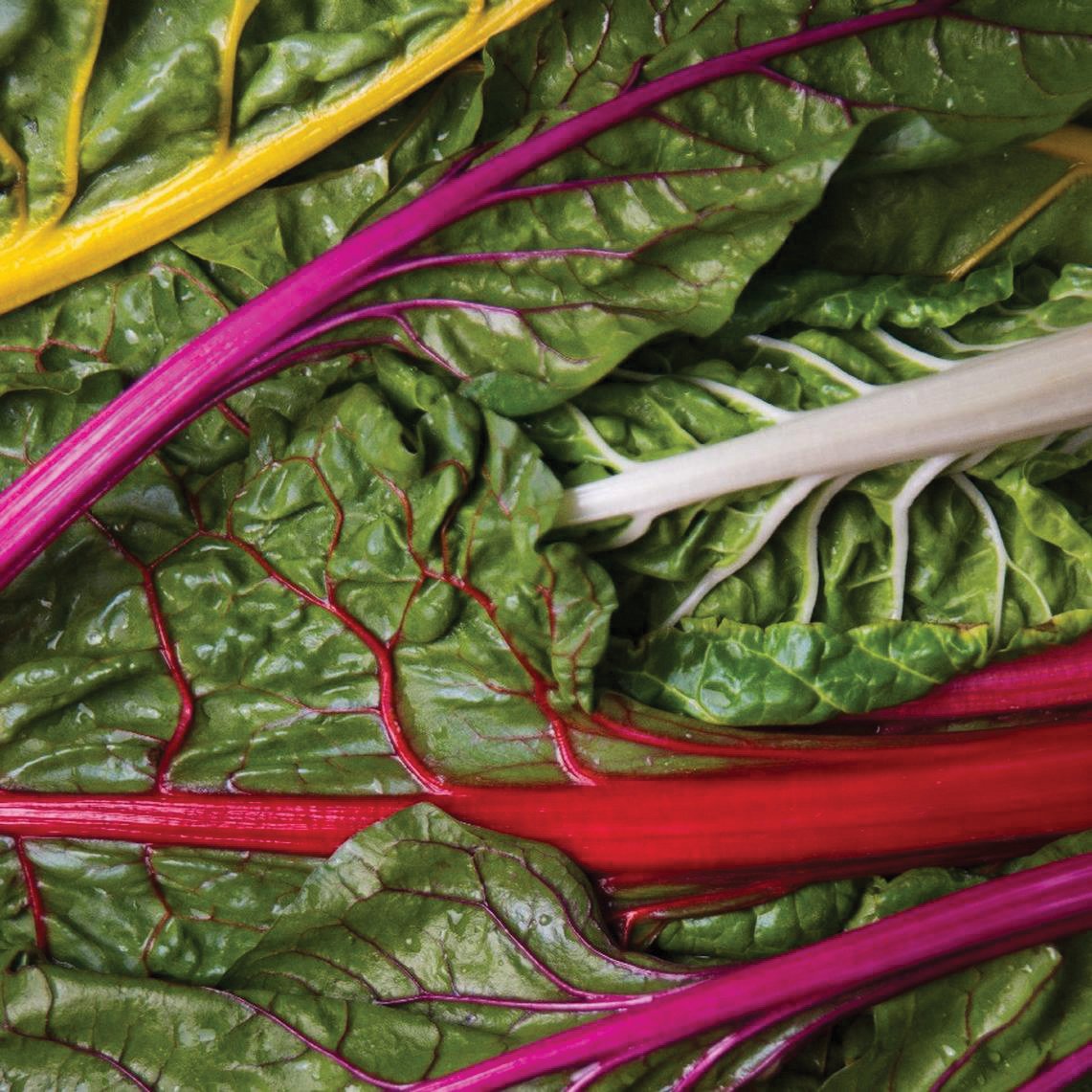 Rainbow Swiss Chard by MIgardener