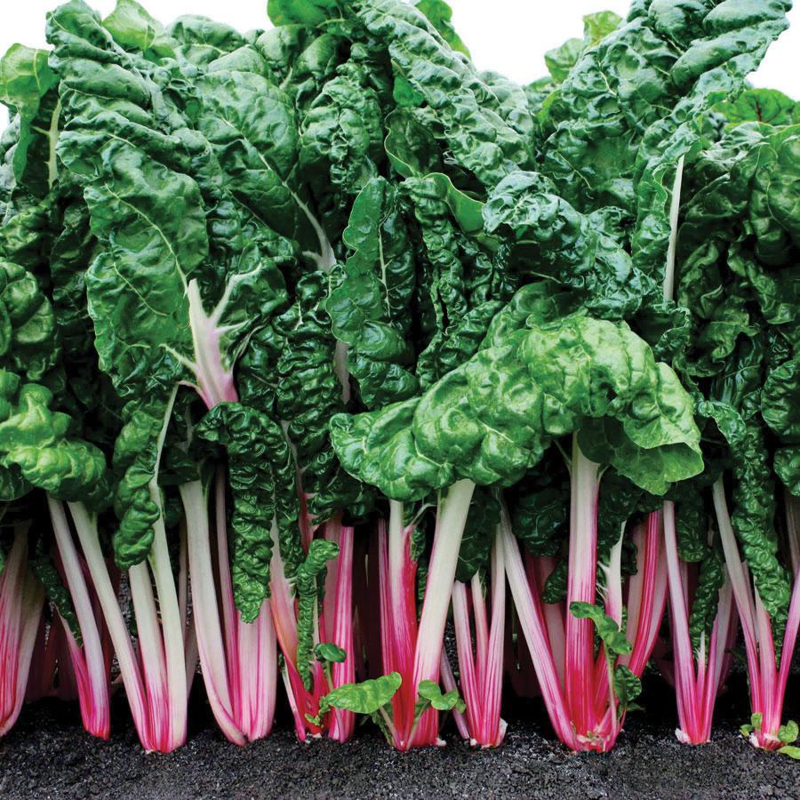 Pink Swiss Chard by MIgardener