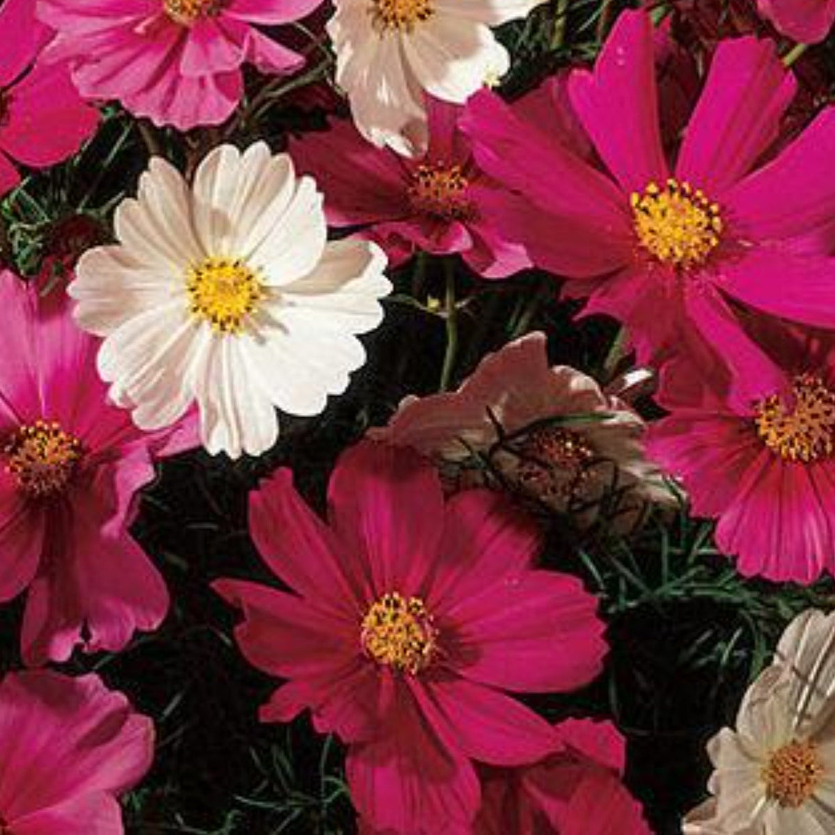 Cosmo, Sensation Mix Seeds by Papaws Garden Supply
