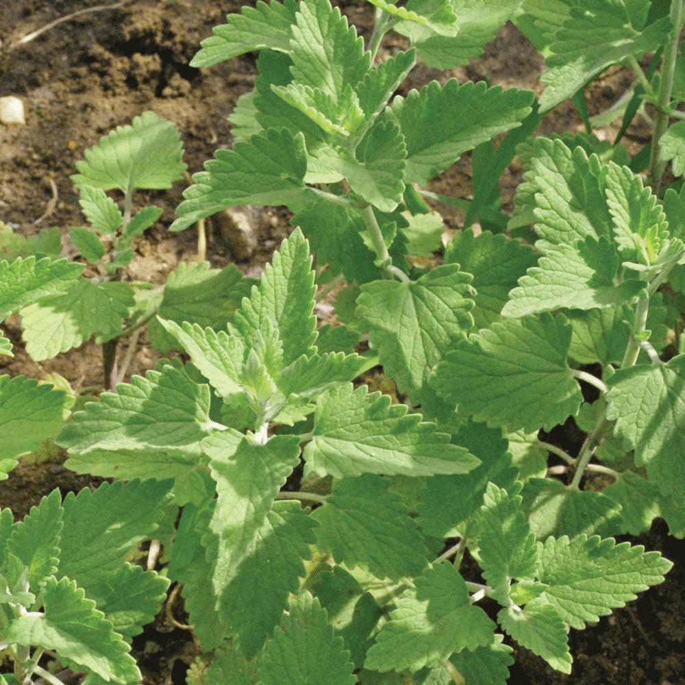 Catnip Seeds by MIgardener