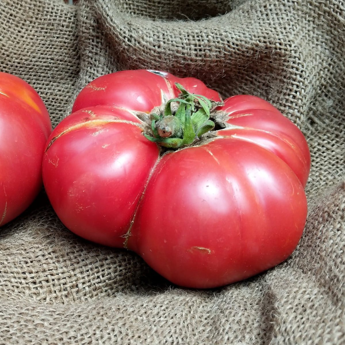 Brandywine Pink Tomato by MIgardener