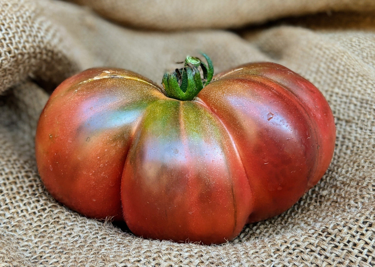 Cherokee Purple Tomato by MIgardener