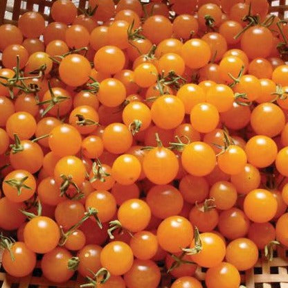 Orange Currant Tomato by MIgardener