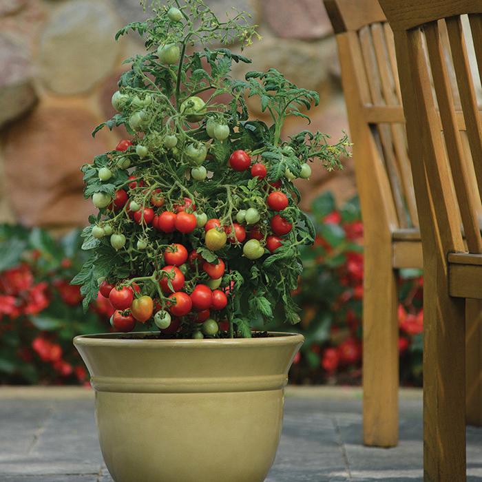 Geranium Kiss Tomato by MIgardener