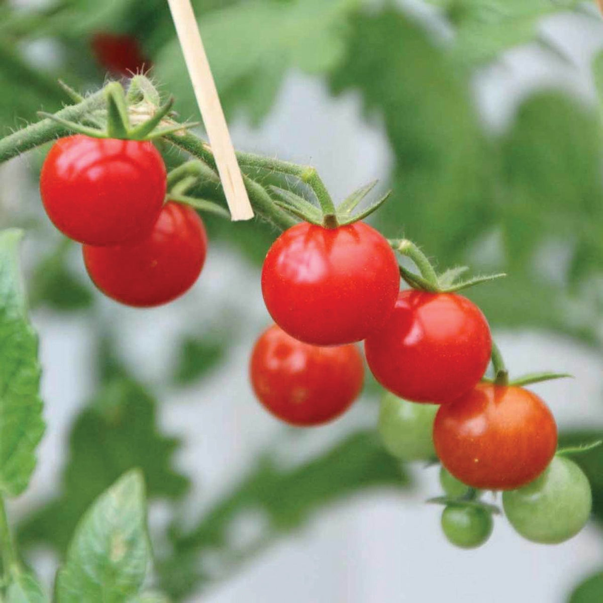 Mexico Midget Tomato by MIgardener