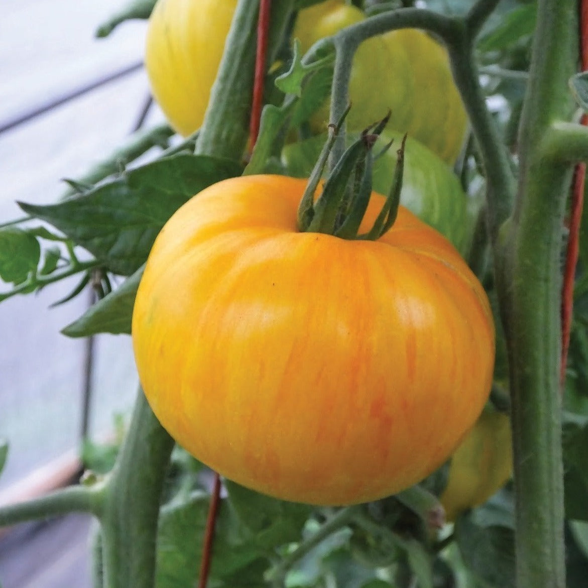 Pork Chop Tomato by MIgardener