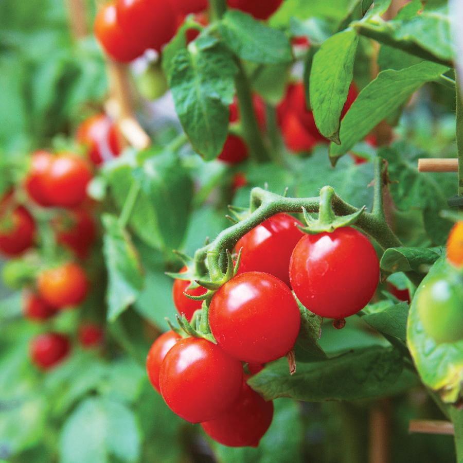 42 Day Tomato by MIgardener