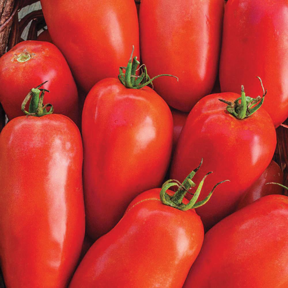Roma Tomato by MIgardener