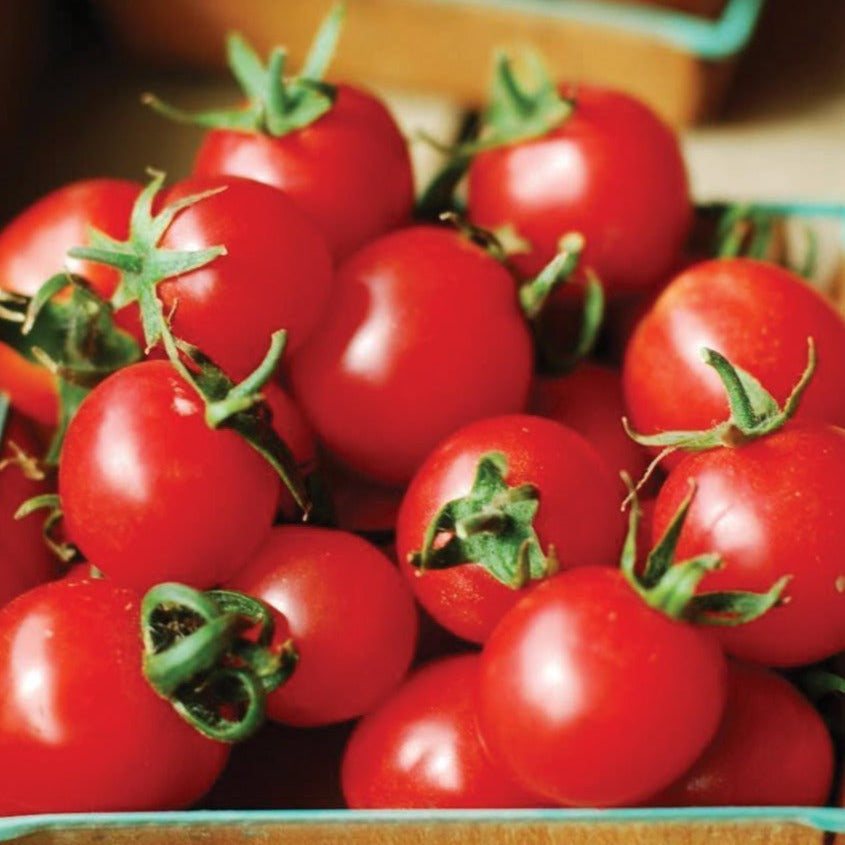 Large Red Cherry Tomato by MIgardener