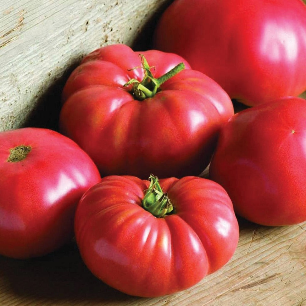 German Johnson Tomato by MIgardener