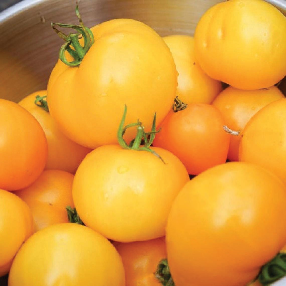 Jubilee Tomato by MIgardener