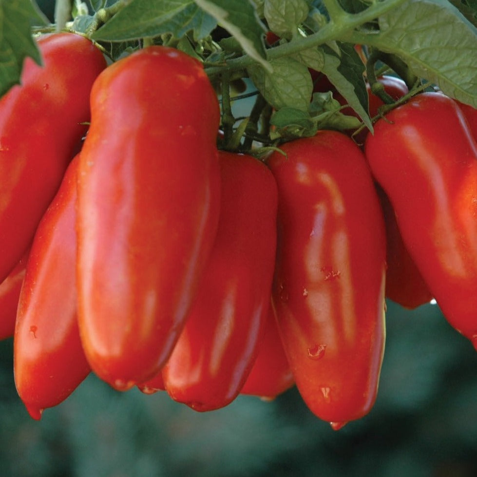 San Marzano Tomato by MIgardener