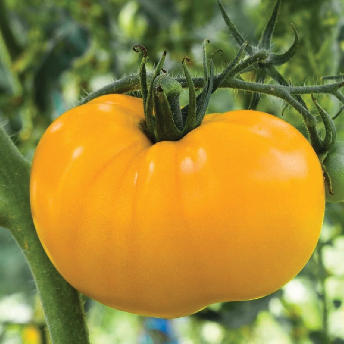Azoychka Tomato by MIgardener