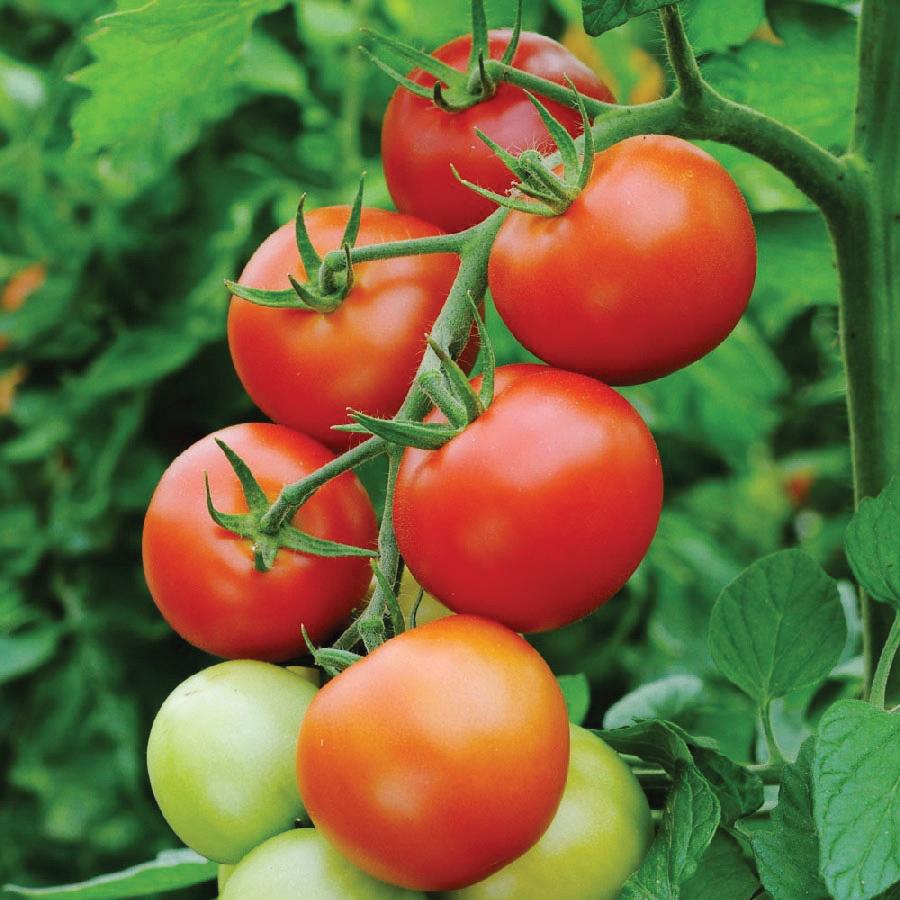 Moneymaker Tomato by MIgardener