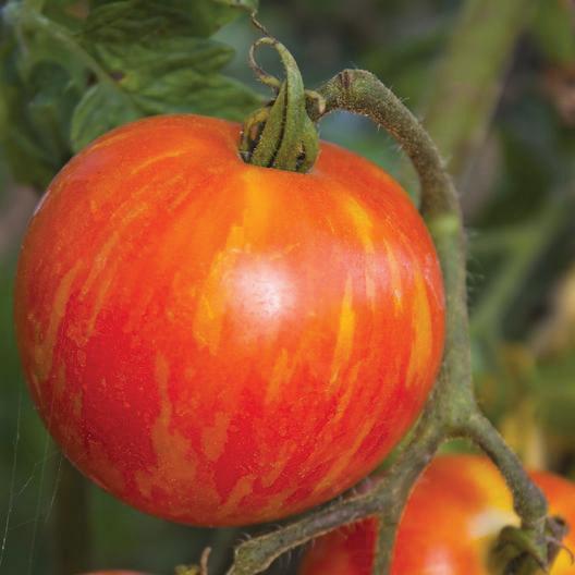 Mr. Stripey Tomato by MIgardener