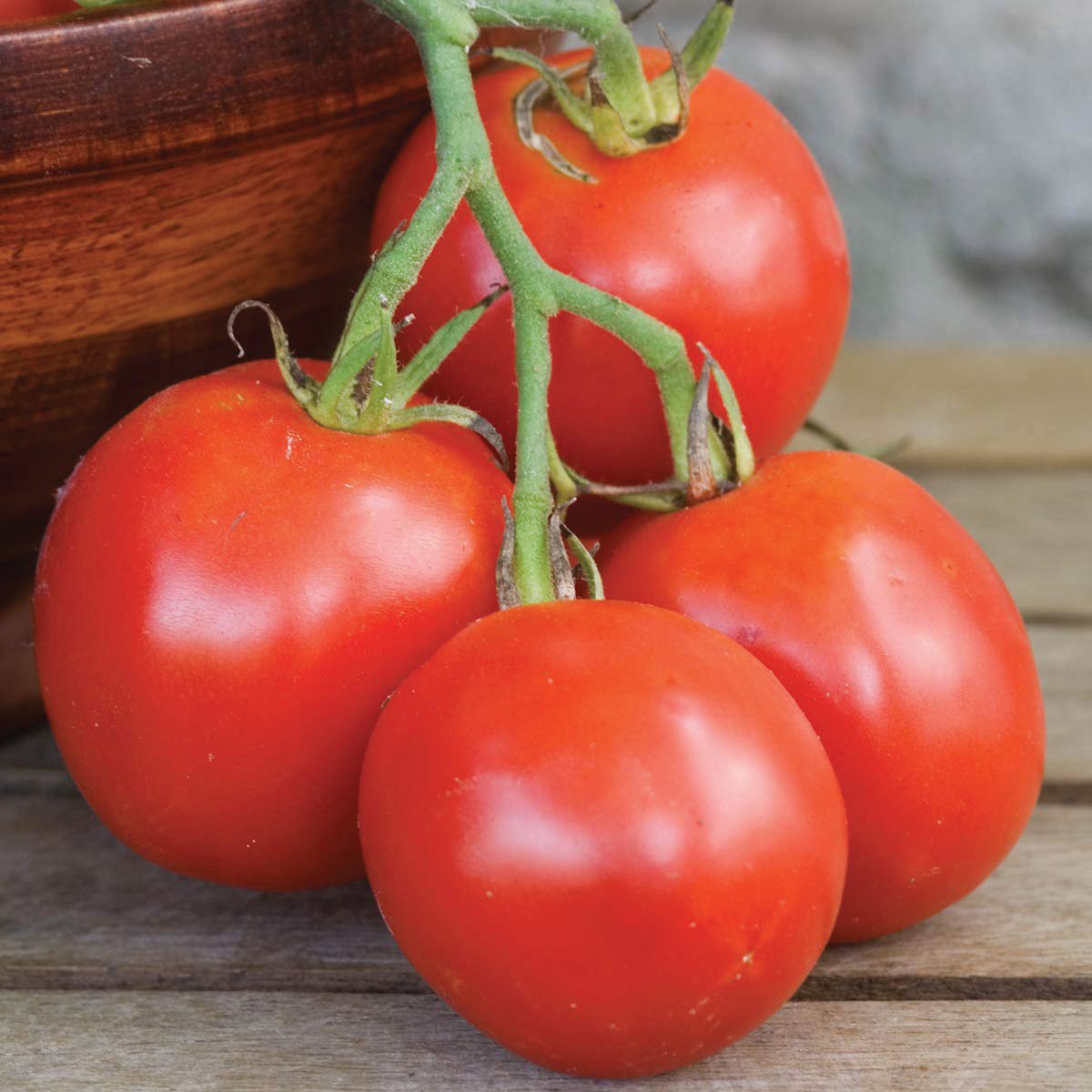Stupice Tomato by MIgardener