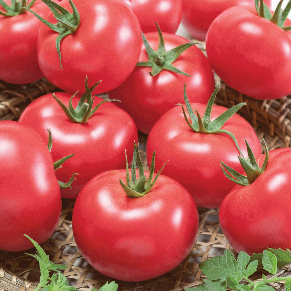 Porter Tomato by MIgardener