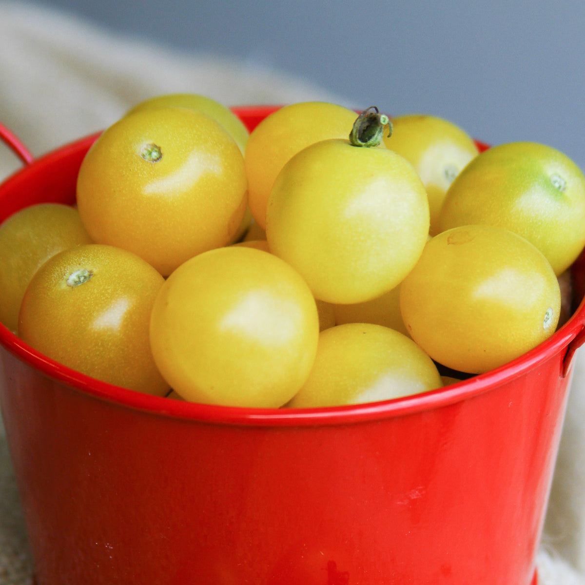 White Cherry Tomato by MIgardener