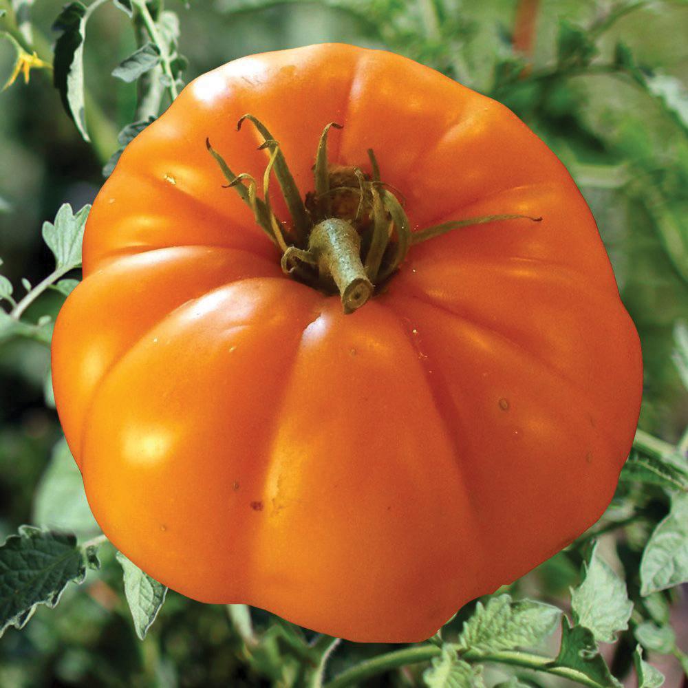 Persimmon Tomato by MIgardener
