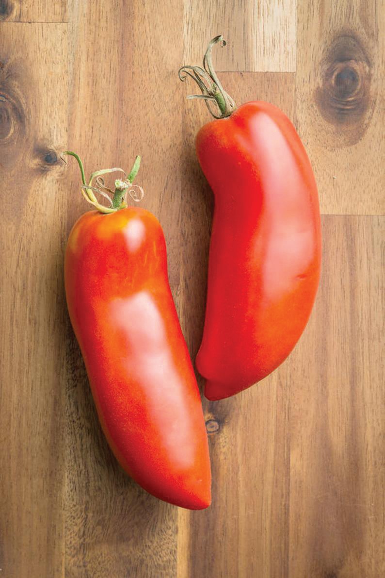Federle Tomato by MIgardener