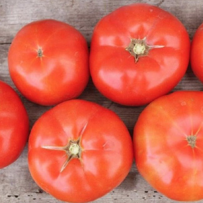 Trophy Tomato by MIgardener