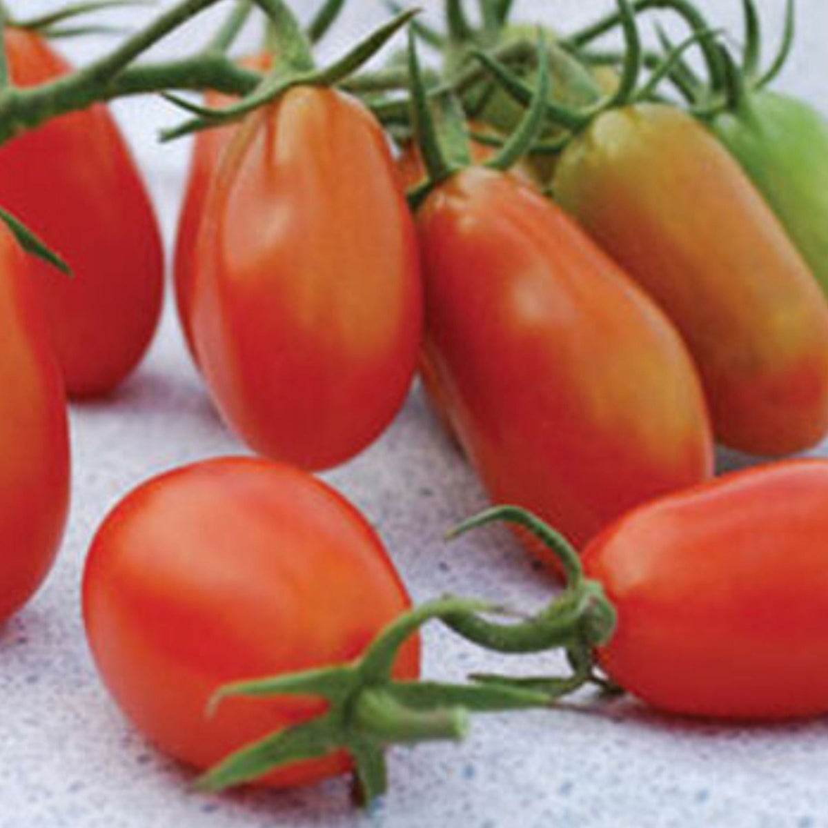 Baby Roma Tomato by MIgardener