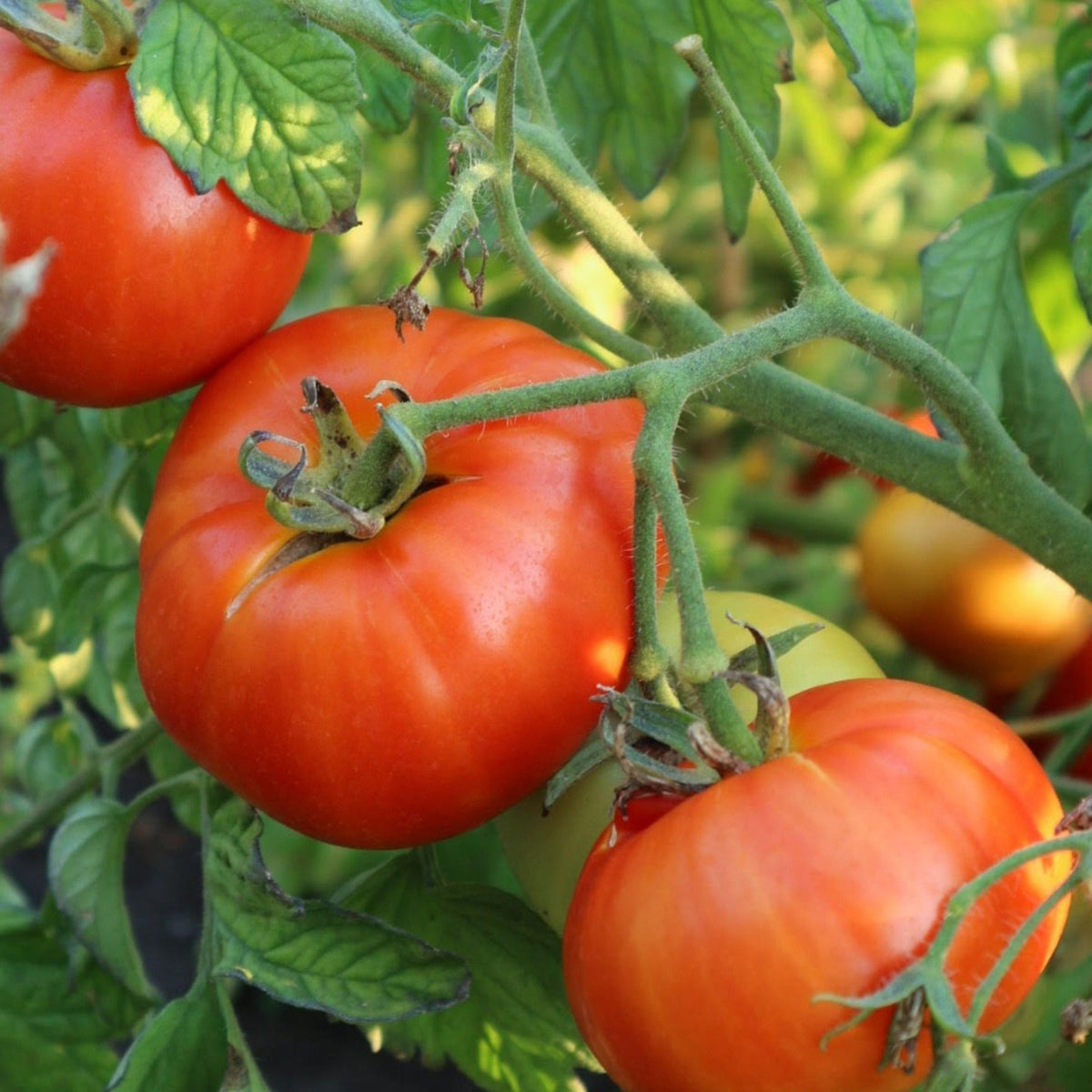 Mountain Princess Tomato by MIgardener