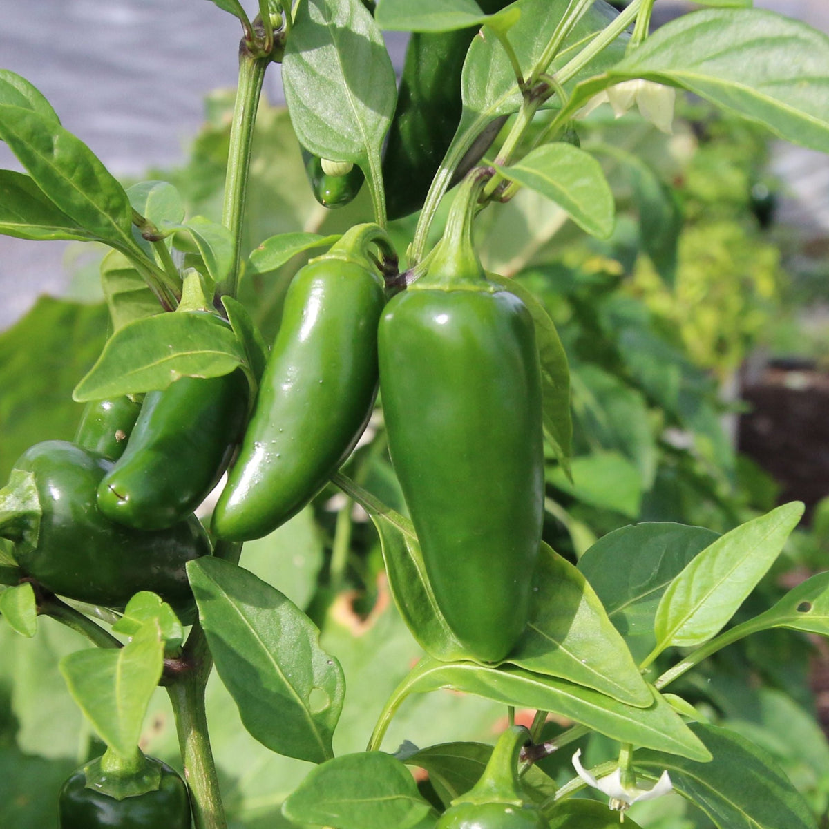 Tam Mild Jalapeño by MIgardener