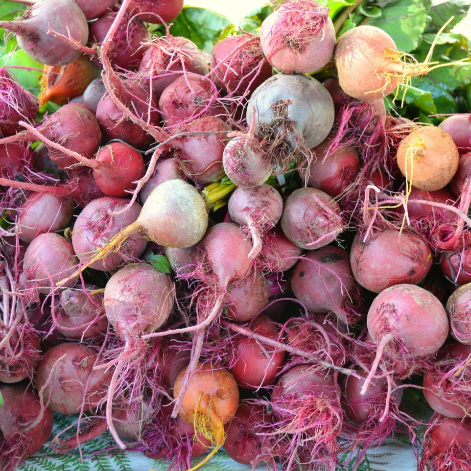 Assorted Beet Mix by MIgardener