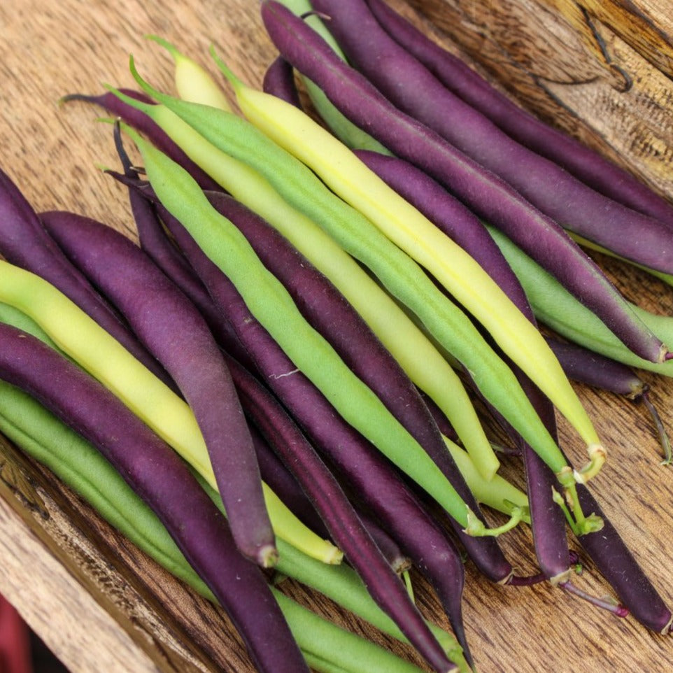 Tri-color Green Bean Mix by MIgardener