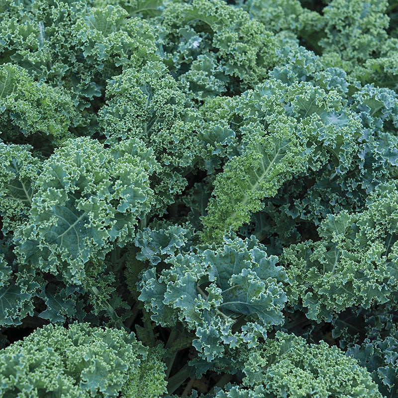 Kale Vates Seeds by Papaws Garden Supply