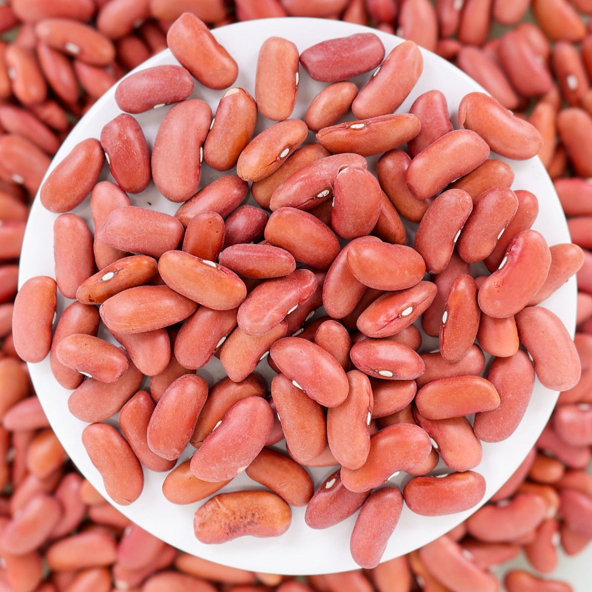 Light Red Kidney Bean (Bush) by MIgardener