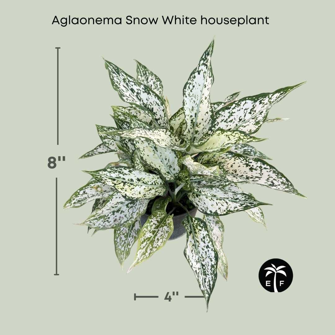 Aglaonema Snow White Houseplant Elegant and Low Maintenance 6" Container from Everglades Farm