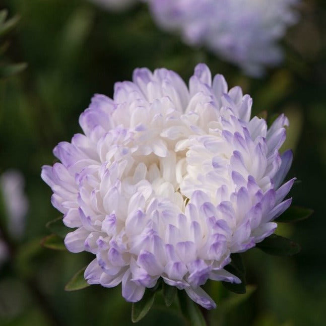 Silver Aster by MIgardener