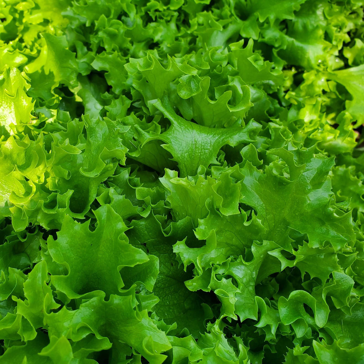 Tango Leaf Lettuce by MIgardener