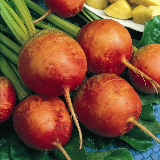 Golden Detroit Beet Seeds (Organic), Garden from Grow Organic