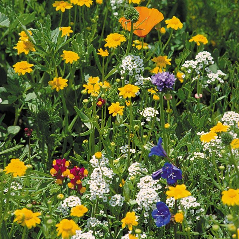 California Coastal Range Wildflower Mix (1/4 lb), Garden from Grow Organic