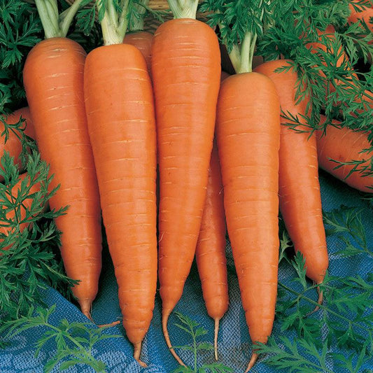 Danvers Carrot Seeds (Organic), Garden from Grow Organic