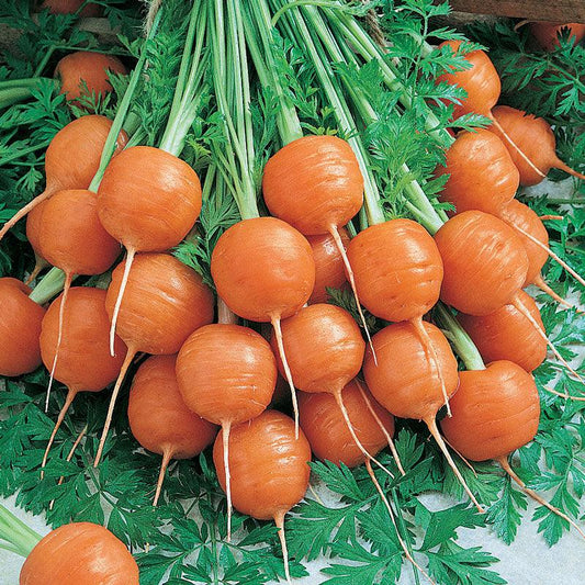 Parisian Carrot Seeds (Organic), Garden from Grow Organic