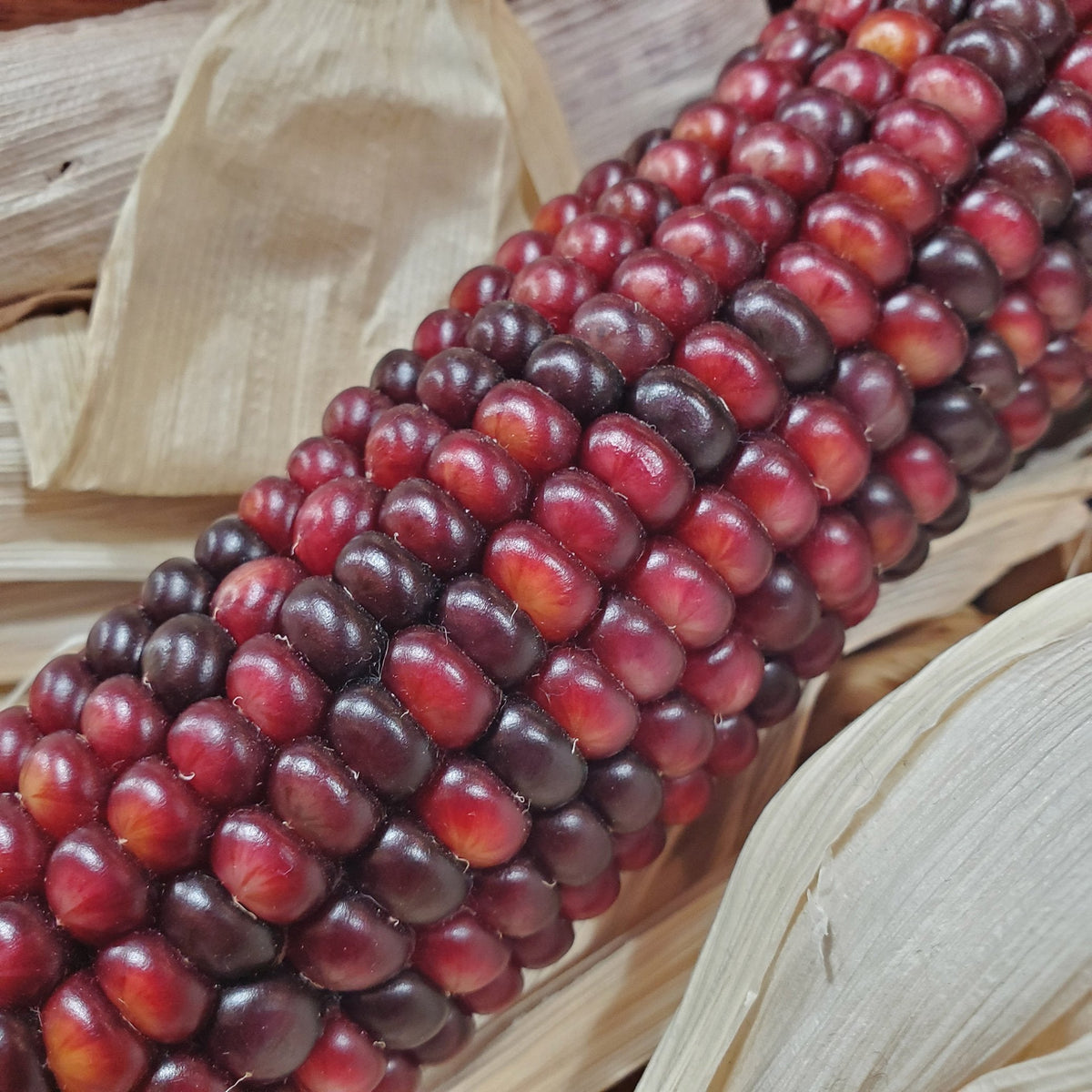 Bloody Butcher Corn by MIgardener