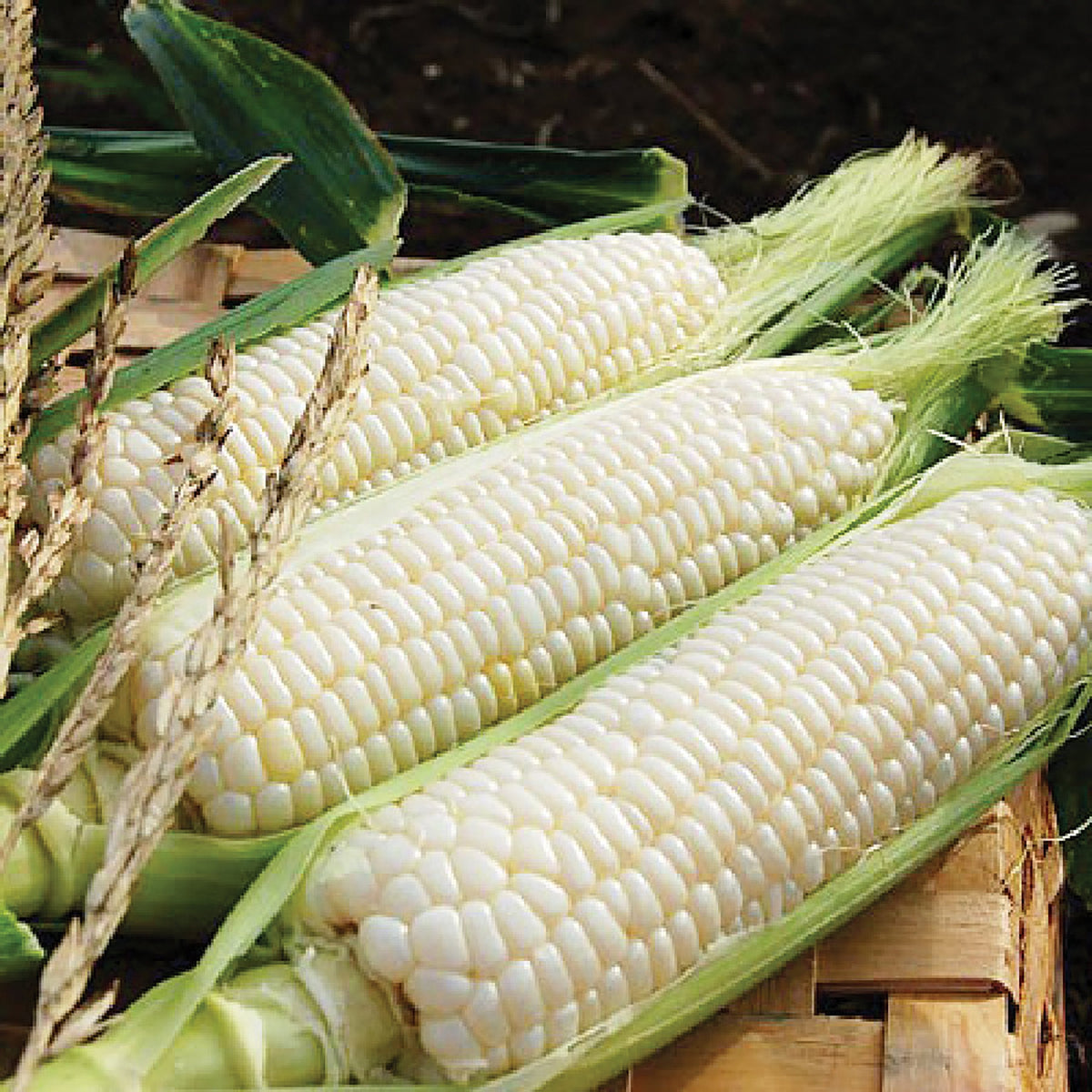 Silver Queen Corn by MIgardener