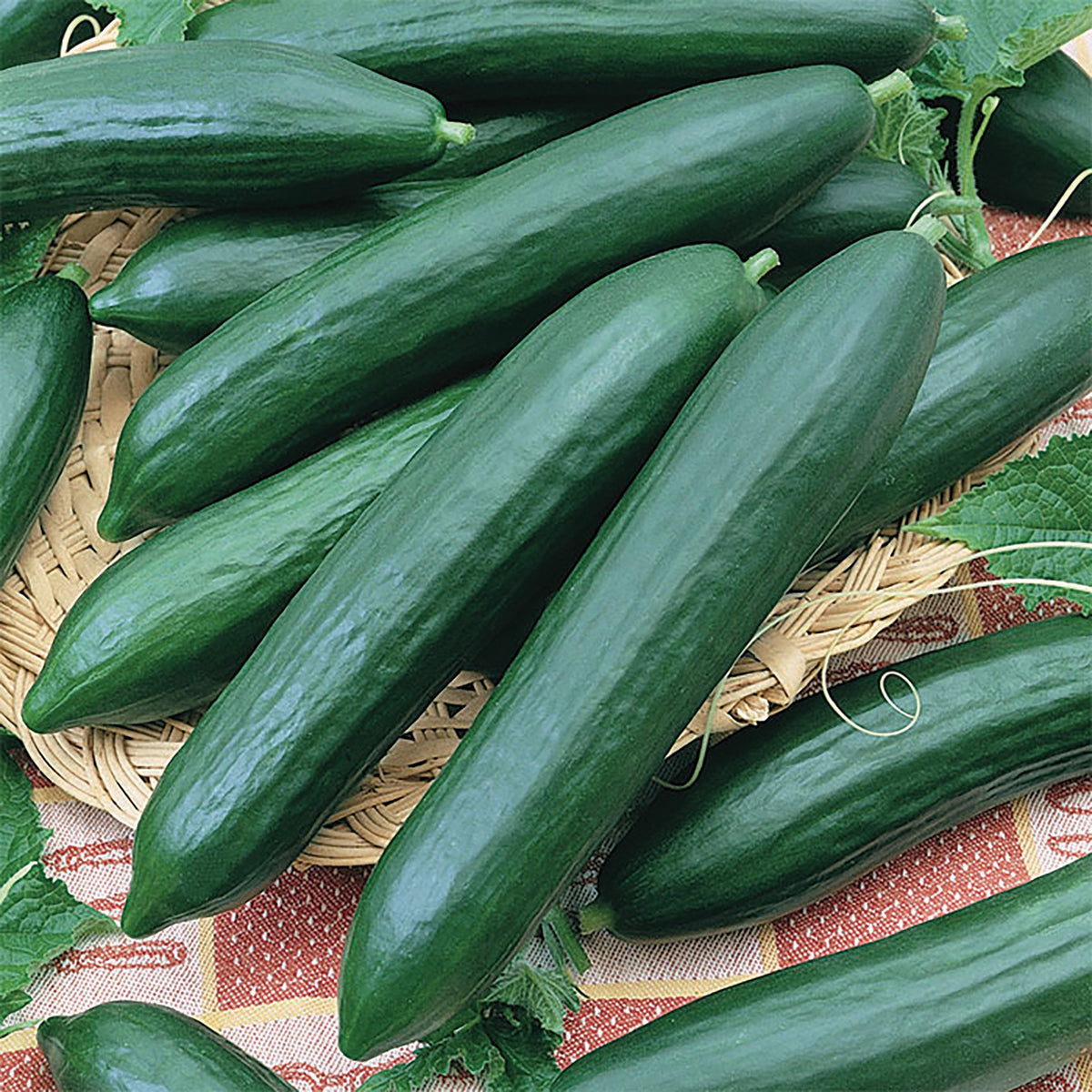 Tendergreen Cucumber by MIgardener