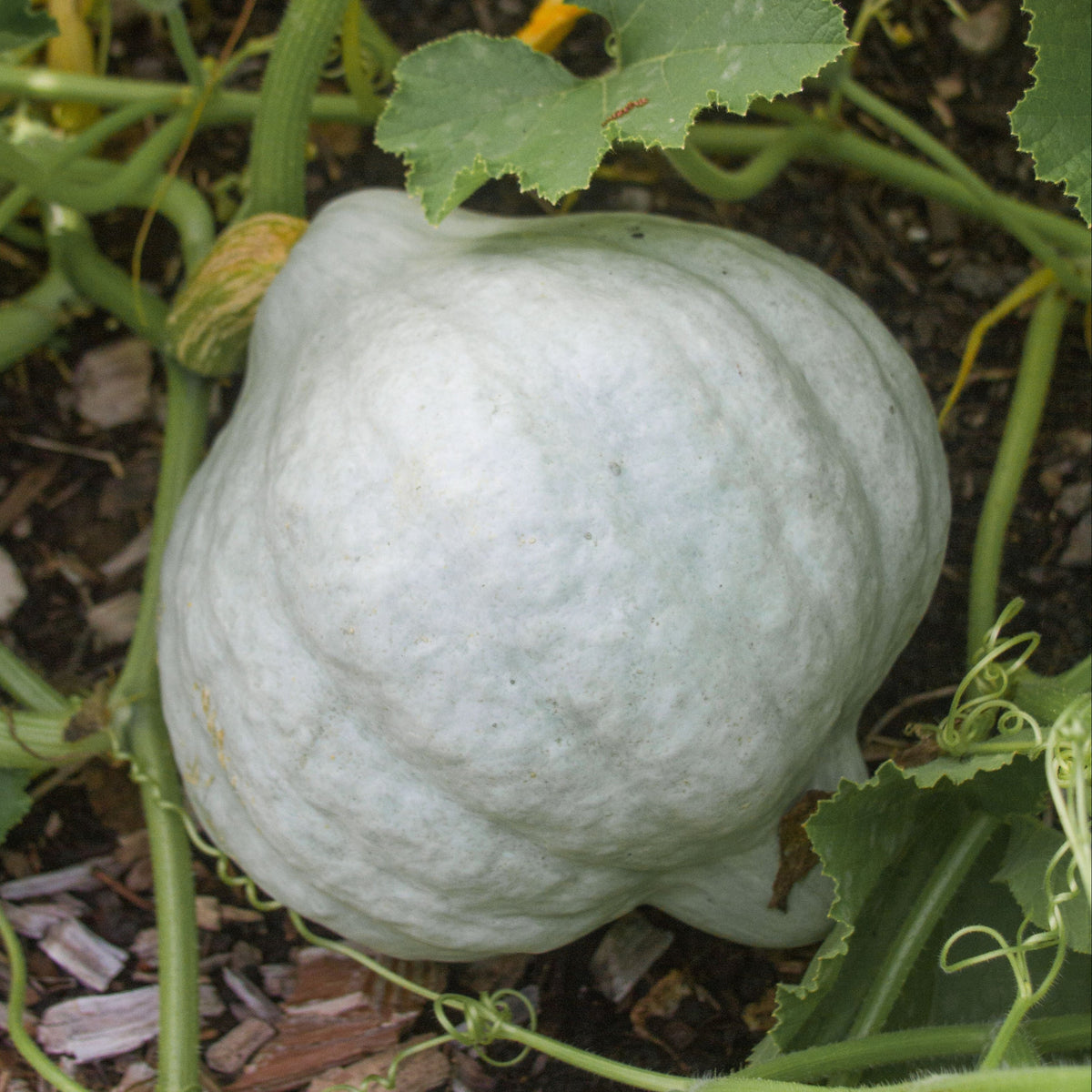 Blue Hubbard Squash by MIgardener