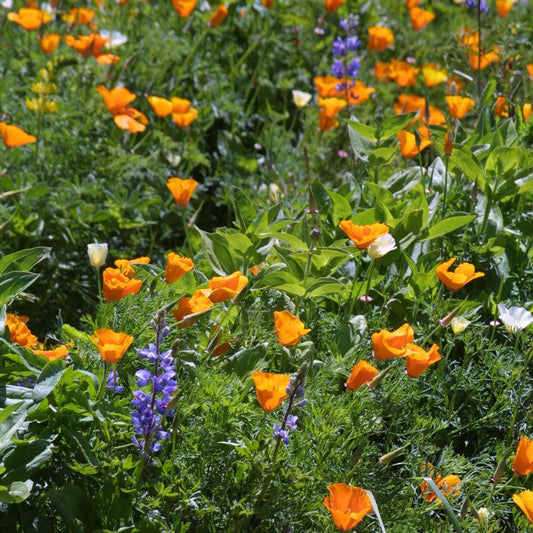 Deer Proof Garden Wildflower Mix (1/4 lb), image 2 of 2