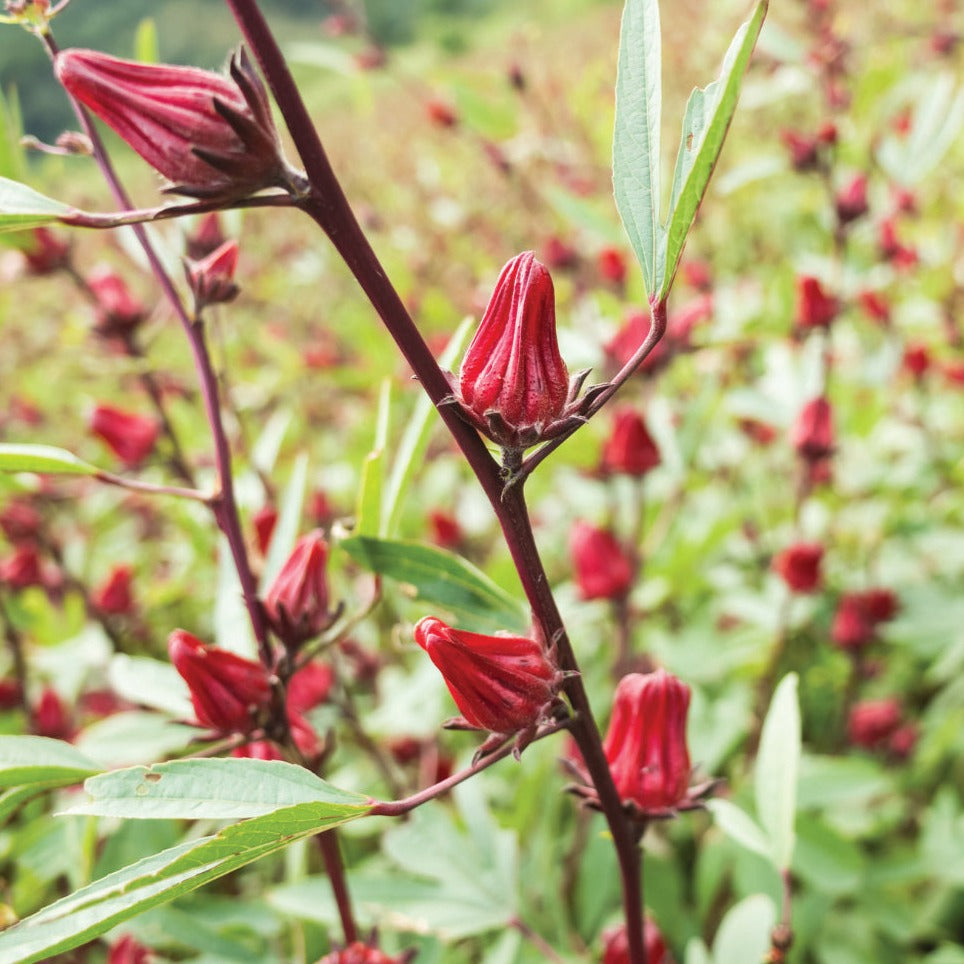 Roselle-Asian Sour Leaf (Hibiscus) by MIgardener