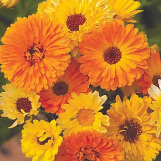 Calendula- Pacific Beauty Mix by MIgardener