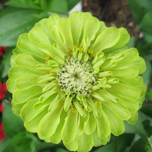 Envy (Lime Green) Zinnia by MIgardener