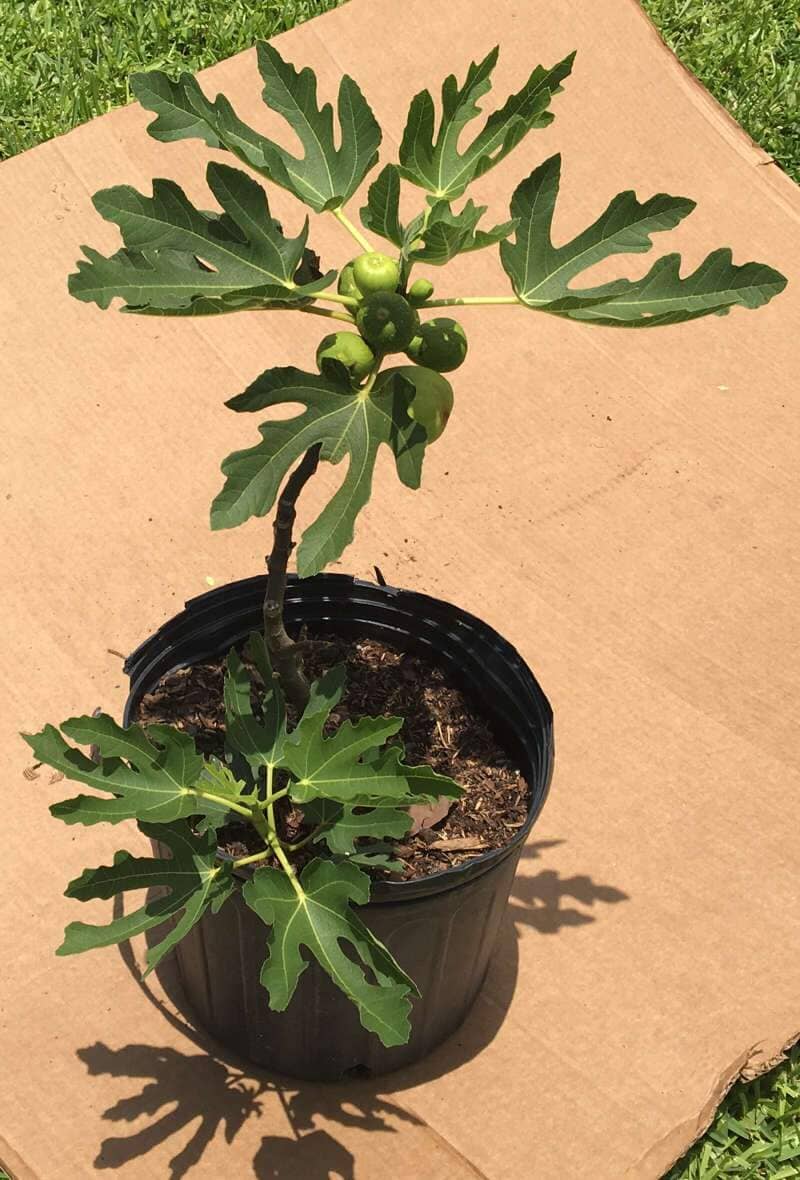Fignomenal Fig Dwarf Tree for Small Spaces, Fruit Trees from Everglades Farm