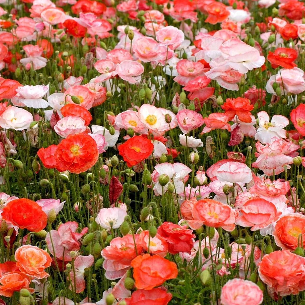 Shirley Double Mix Poppy by MIgardener