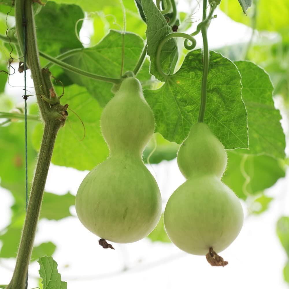 Birdhouse Gourd by MIgardener